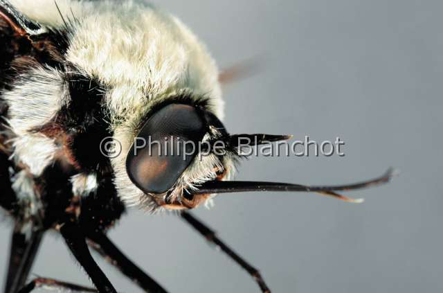 Bombylius sticticus.JPG - in "Portraits d'insectes" ed. SeuilBombylius sticticusBombyleBee flyDipteraBombylidaeEspagne